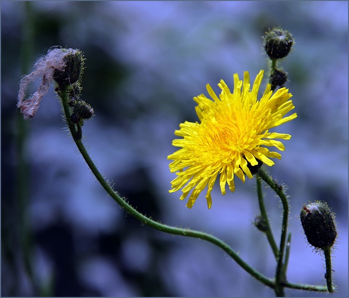 Wintersonne