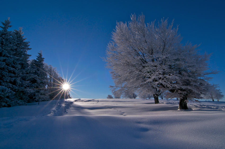 Wintersonne von Michael Hotze 