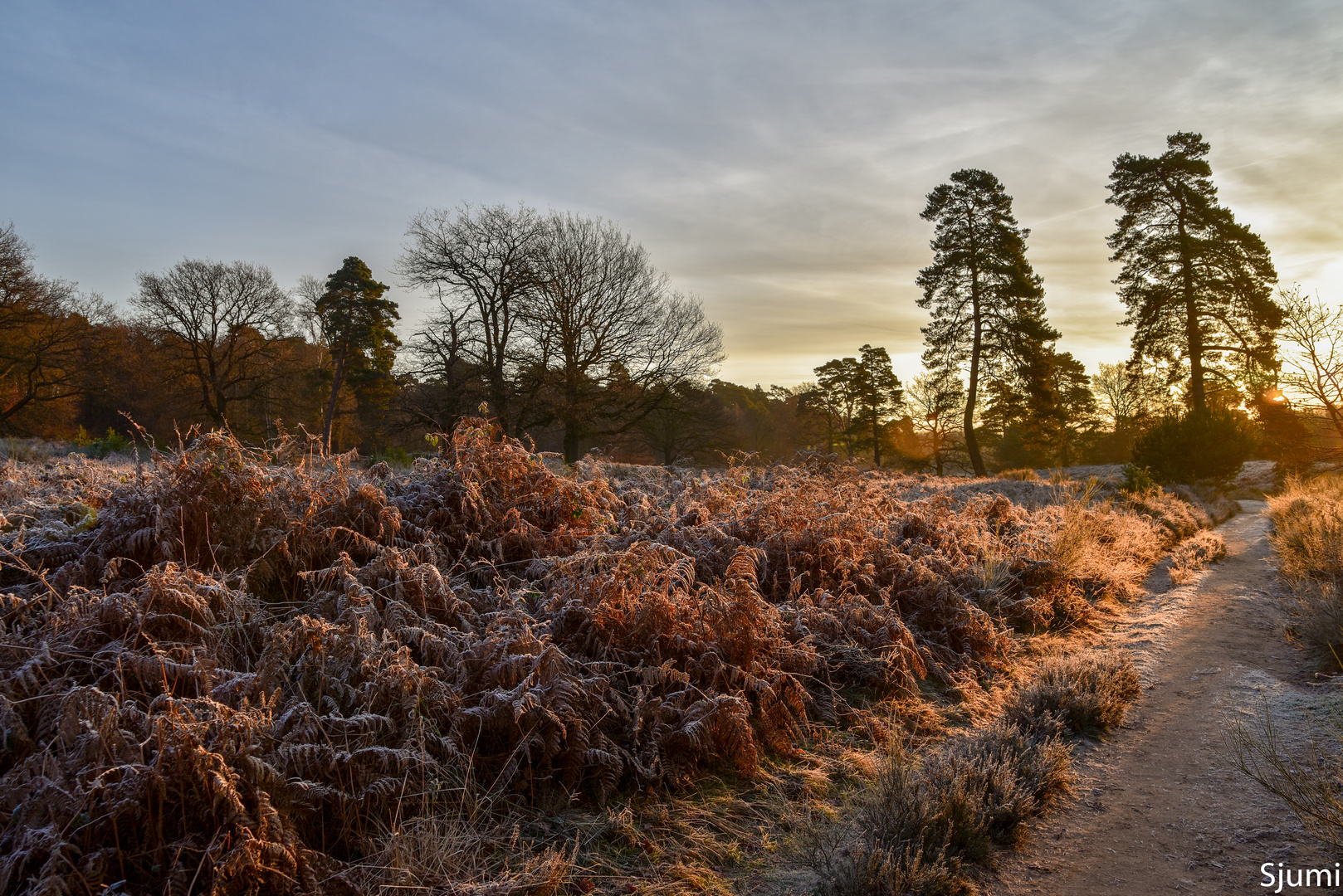 Wintersonne