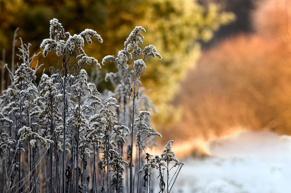 Wintersonne