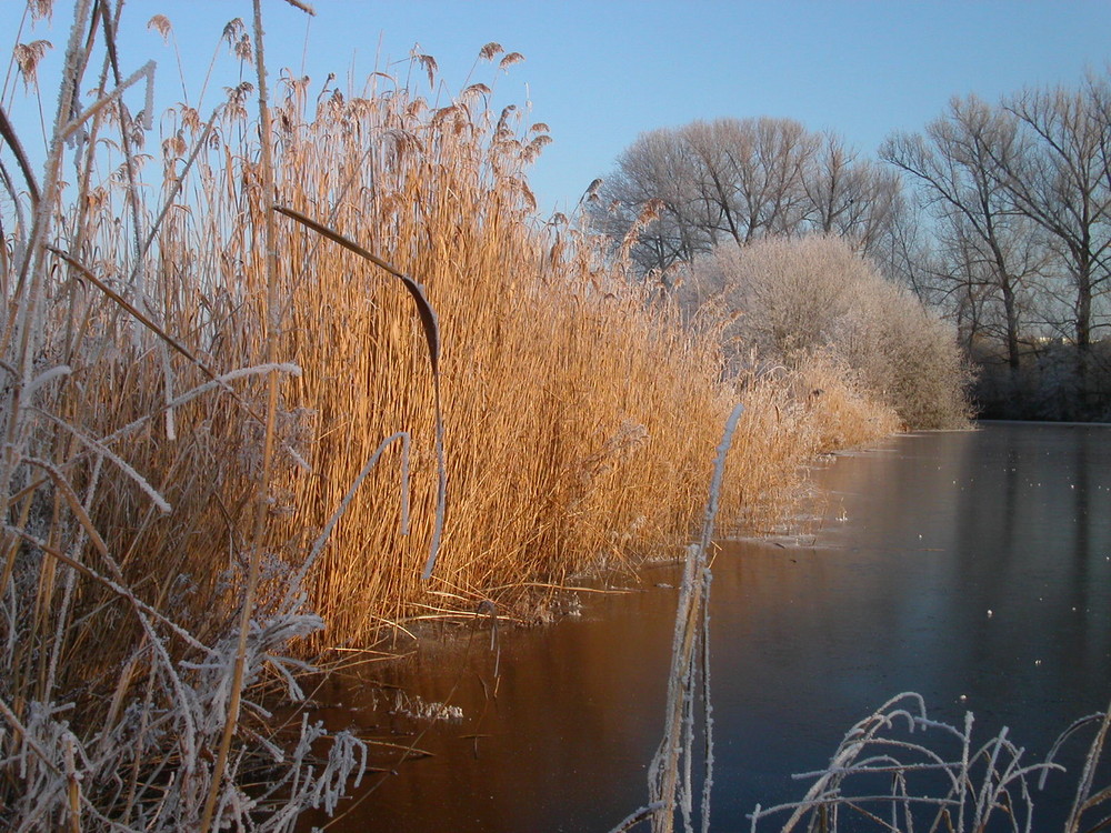 Wintersonne