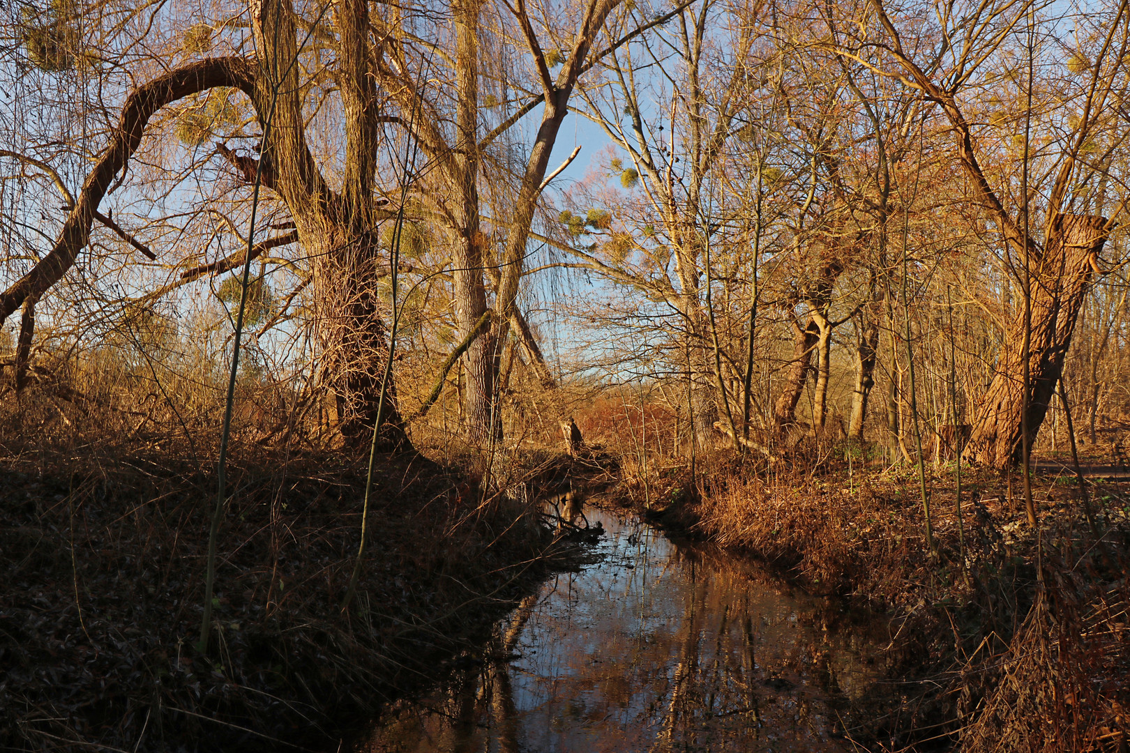 Wintersonne am Bach