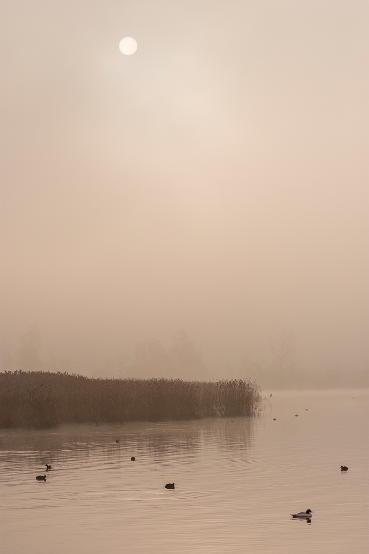 Wintersonne am Greifensee