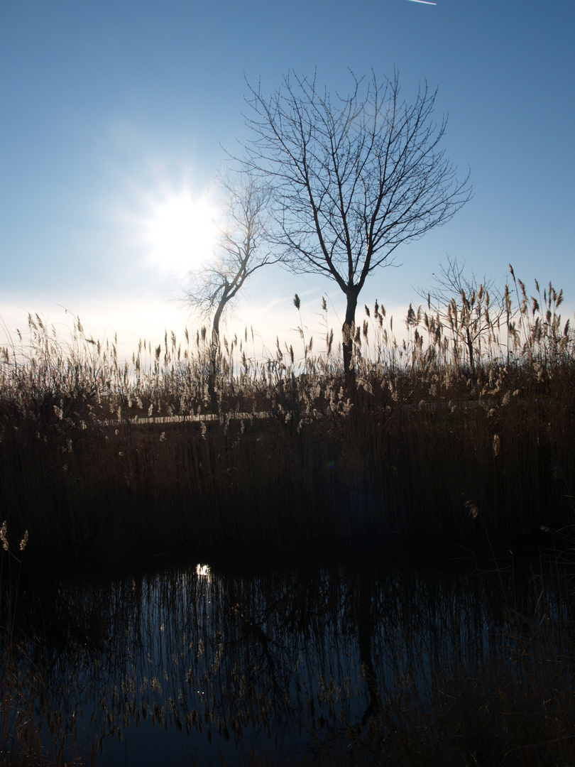 Wintersonne am Neusiedlersee