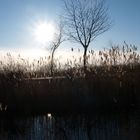 Wintersonne am Neusiedlersee