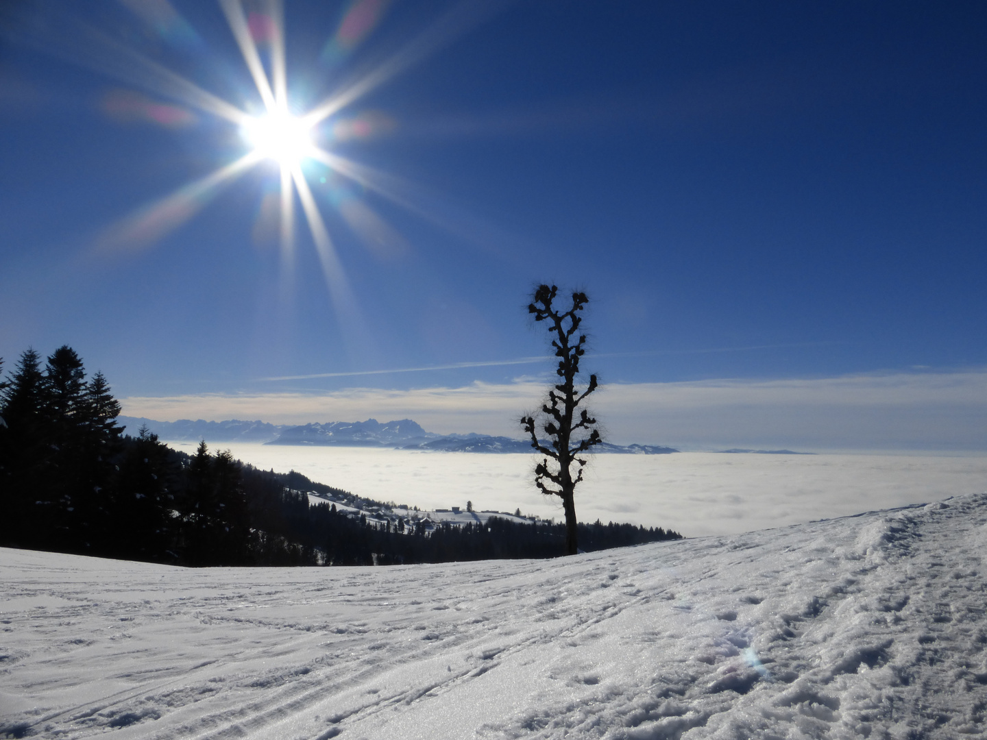 Wintersonne am Pfänder