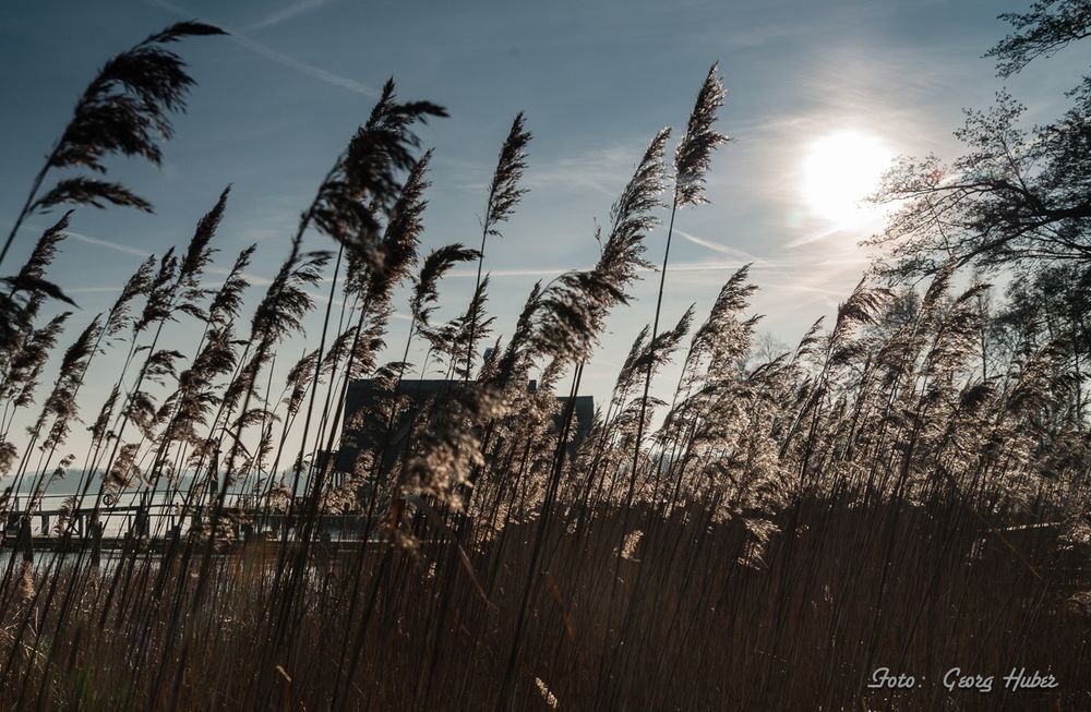 Wintersonne am See