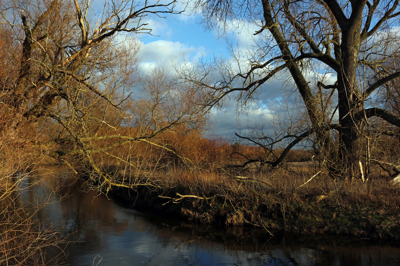 Wintersonne an der Okerschleife