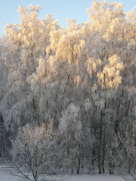 Wintersonne auf Birken