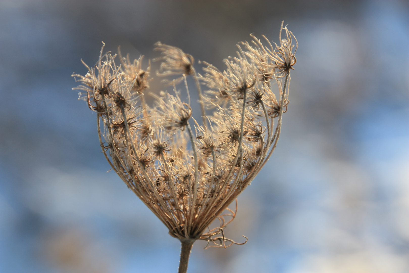 Wintersonne