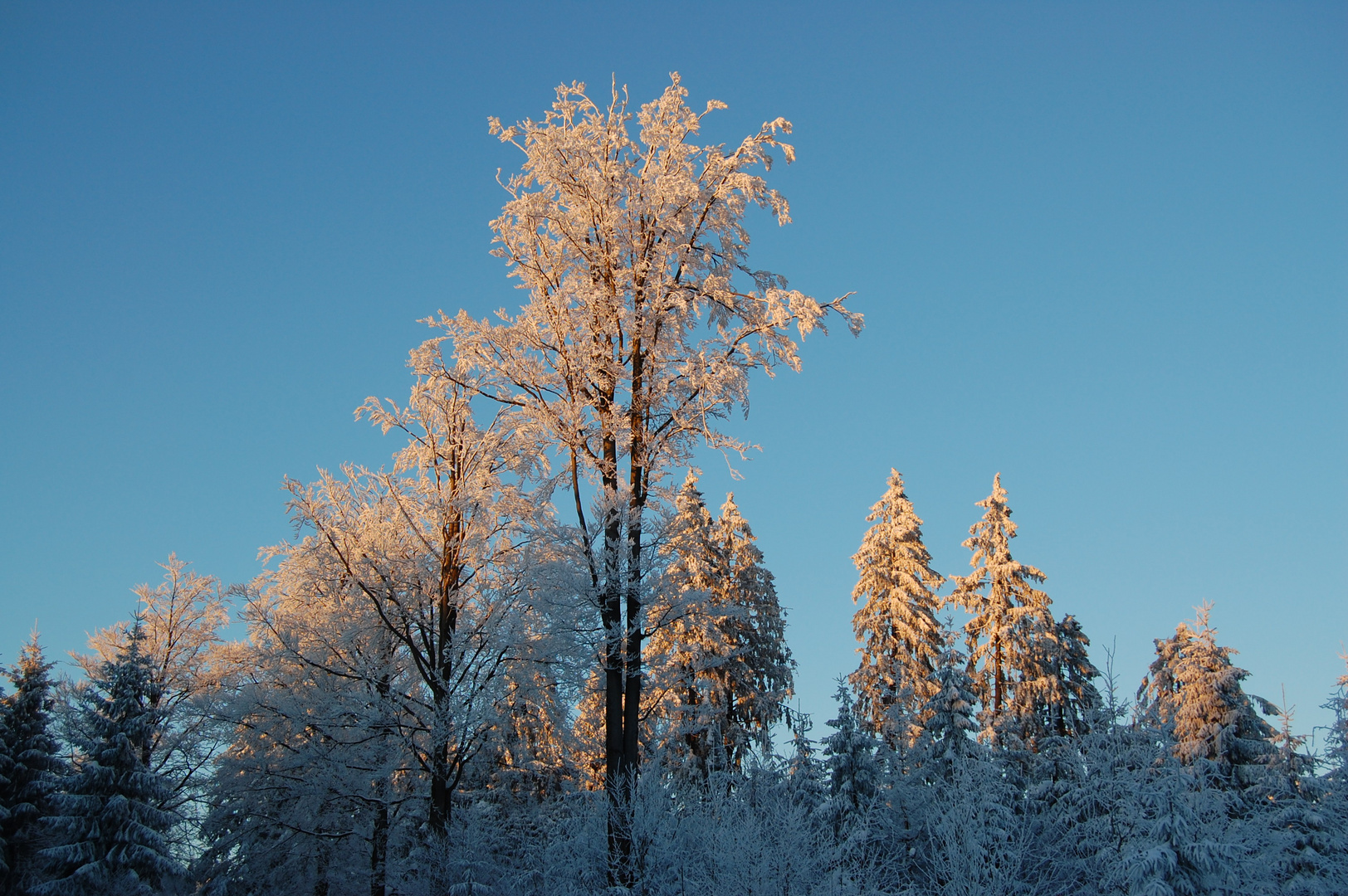 Wintersonne bei Brennersgrün