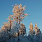 Wintersonne bei Brennersgrün