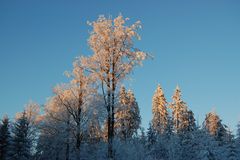 Wintersonne bei Brennersgrün