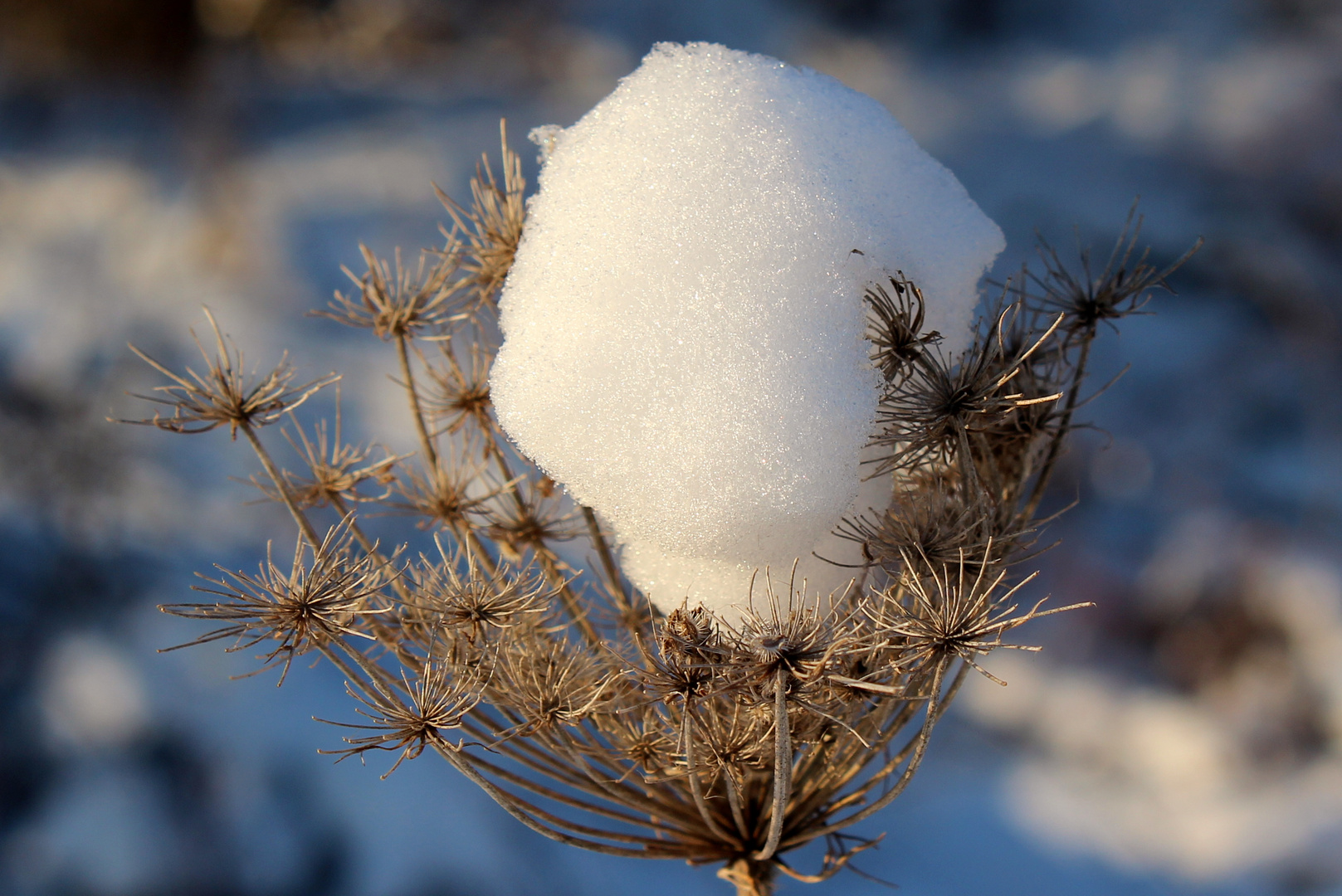 Wintersonne