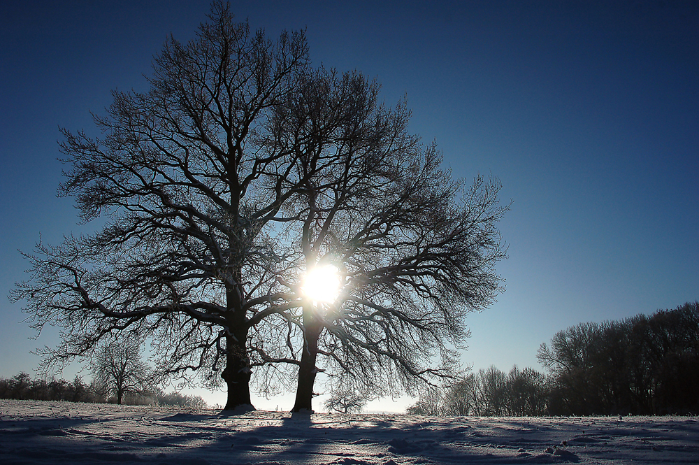 Wintersonne