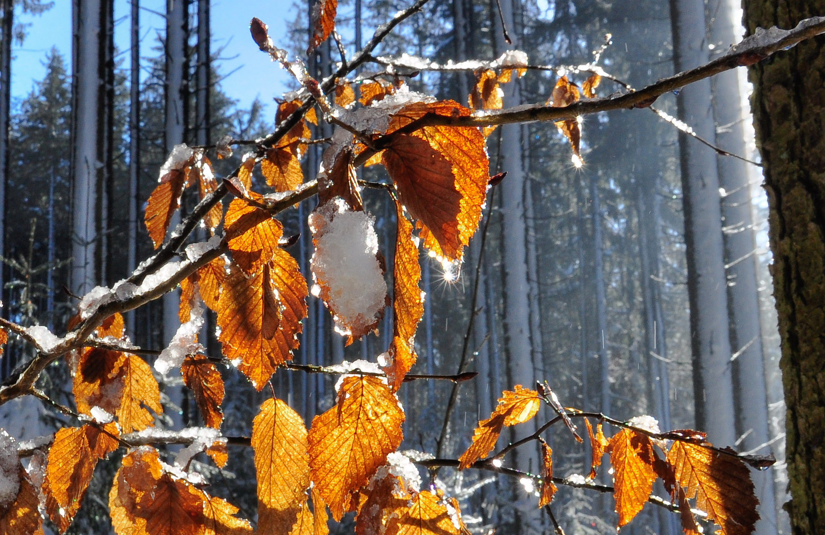 Wintersonne