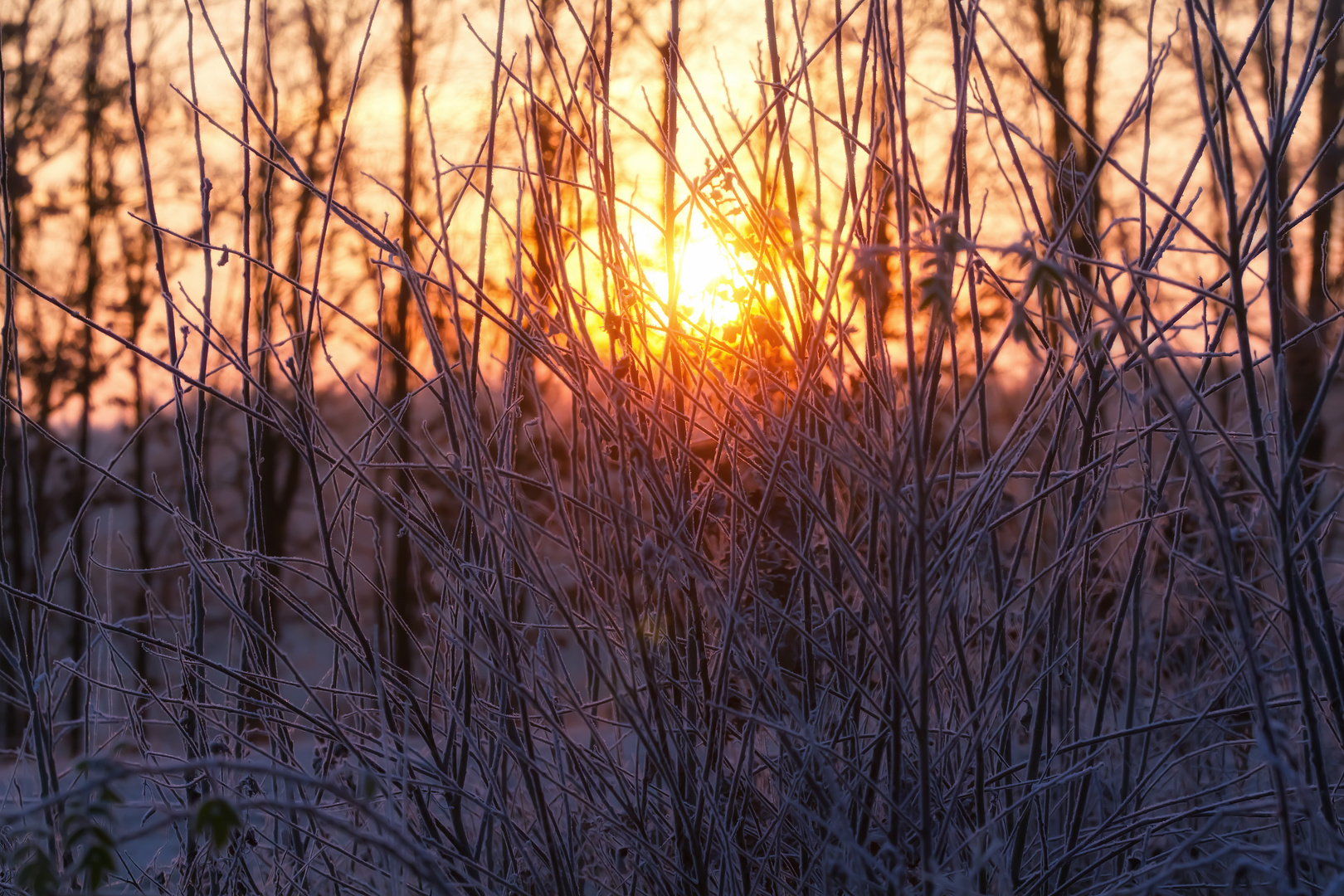 wintersonne