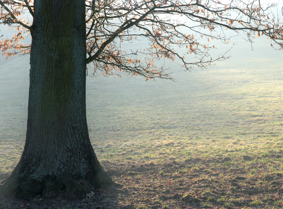 wintersonne