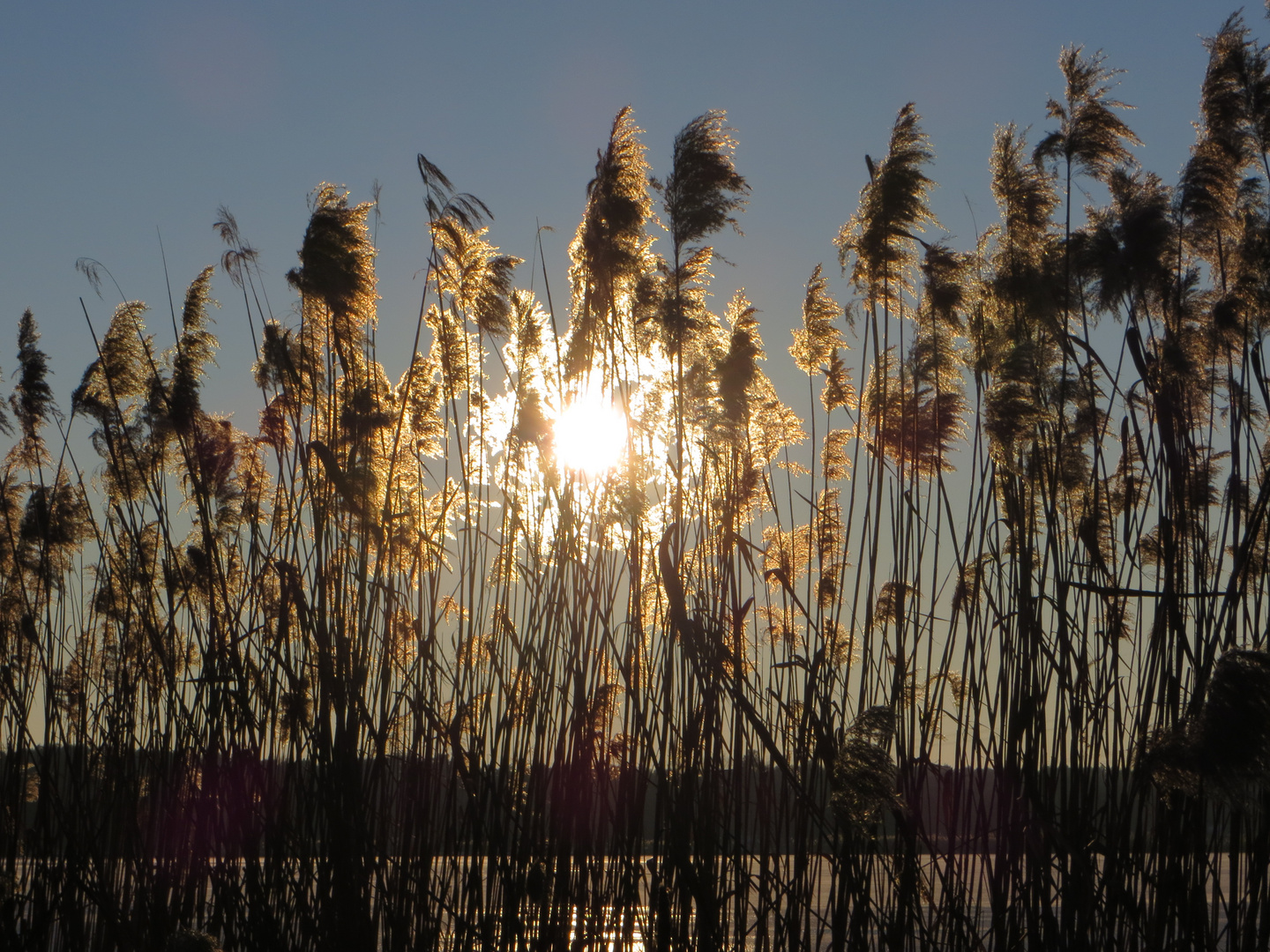 Wintersonne hinter Schilf