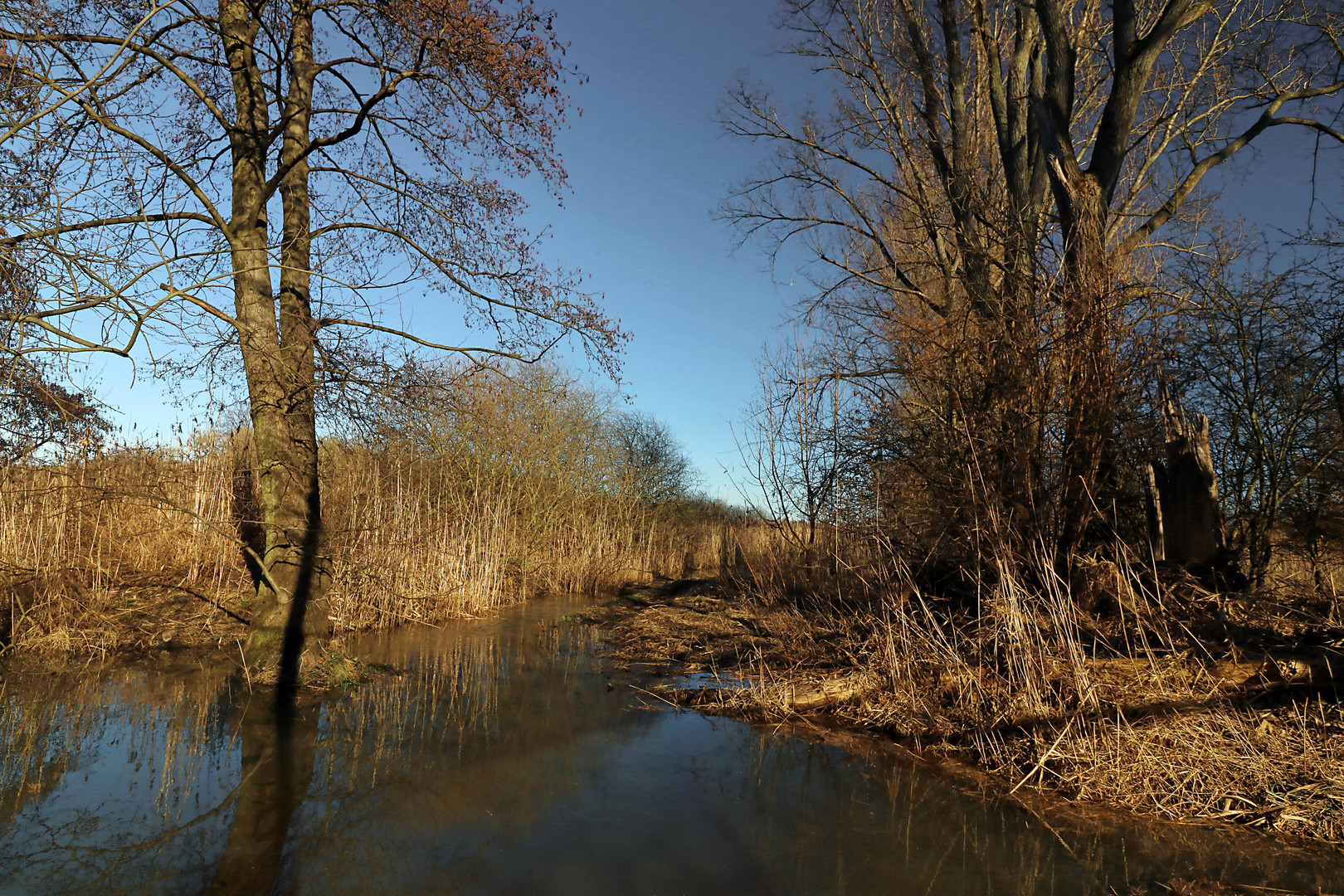 Wintersonne im Bruch