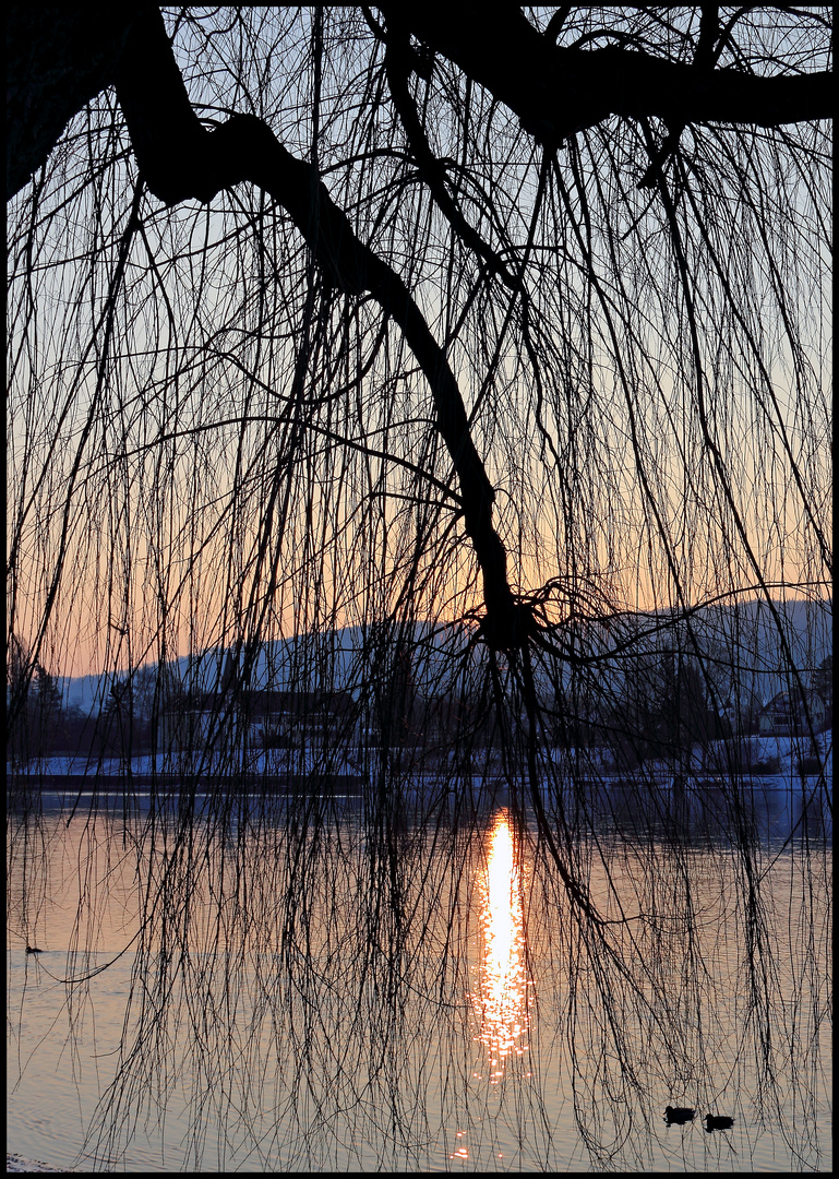 Wintersonne im Geäst