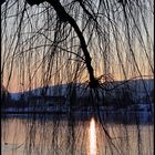 Wintersonne im Geäst