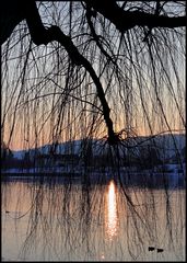 Wintersonne im Geäst