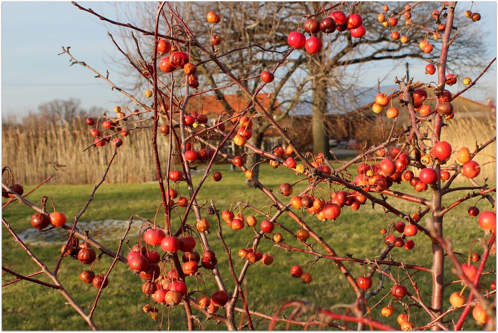 "Wintersonne" im Januar 2014