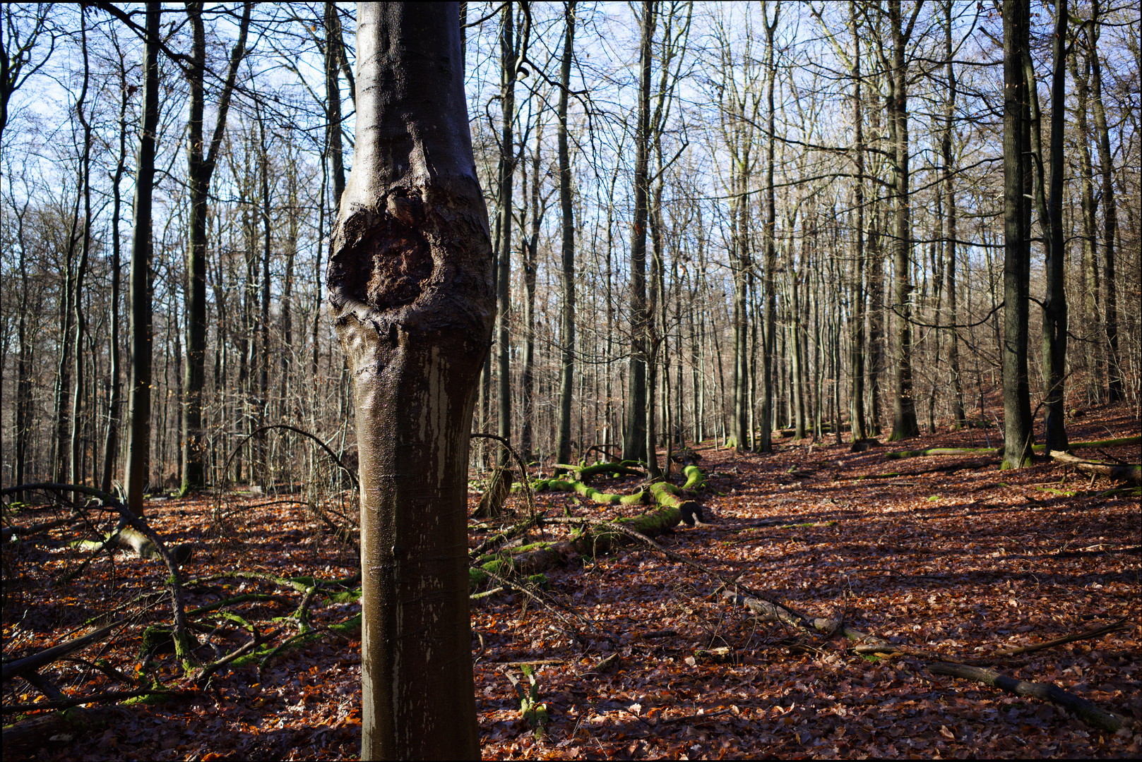 Wintersonne im Laubwald