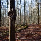 Wintersonne im Laubwald