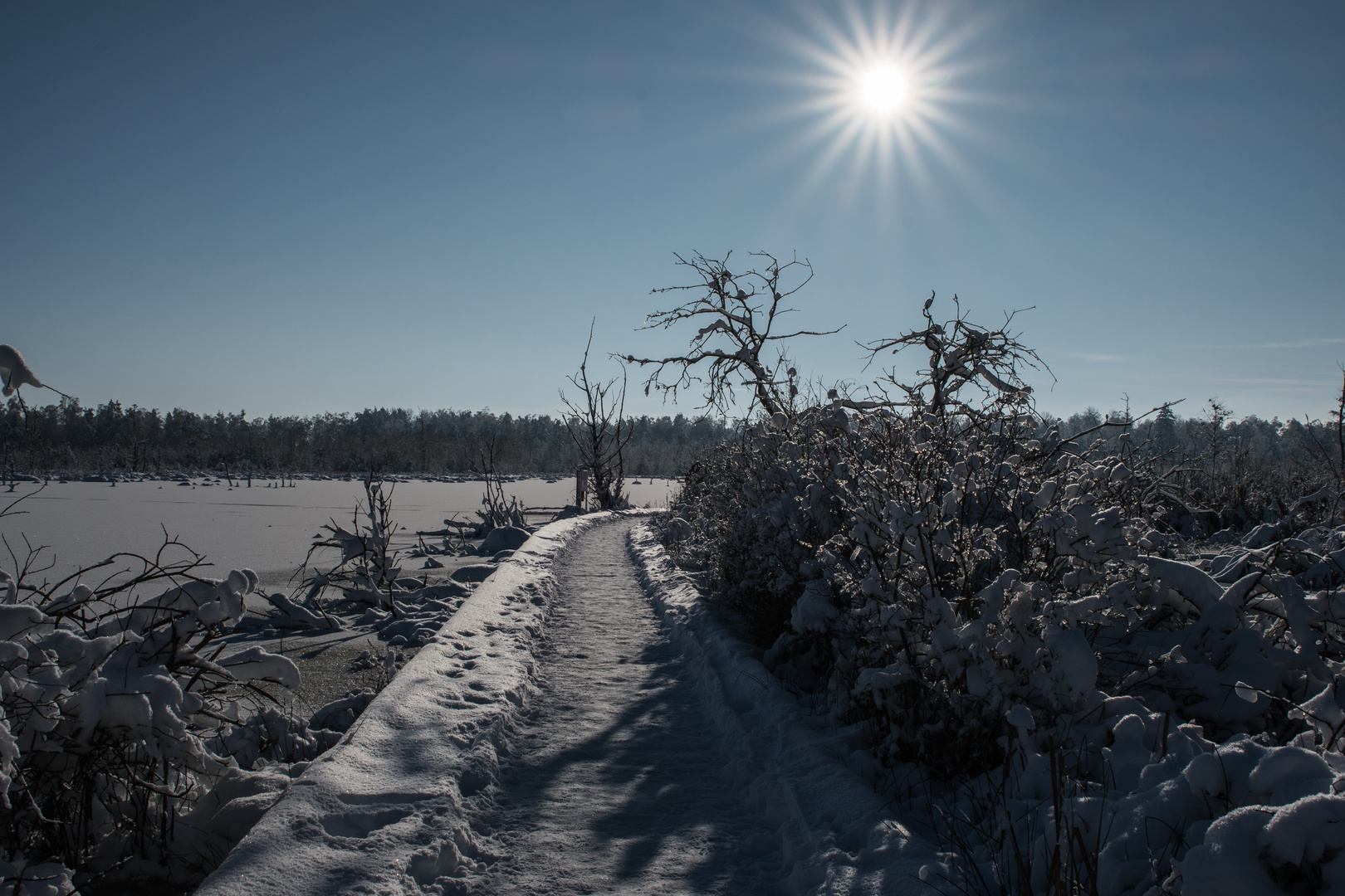 Wintersonne im "Moos"   :-)