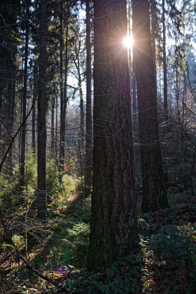 Wintersonne im Nadelwald