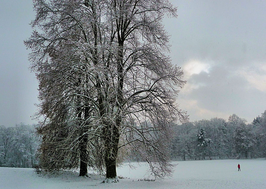 Wintersonne im Park 1