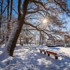 Wintersonne im Park