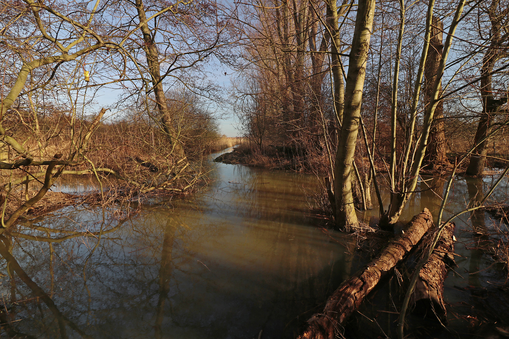 Wintersonne im Rohrbruch