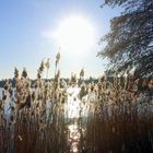 Wintersonne im Schilf