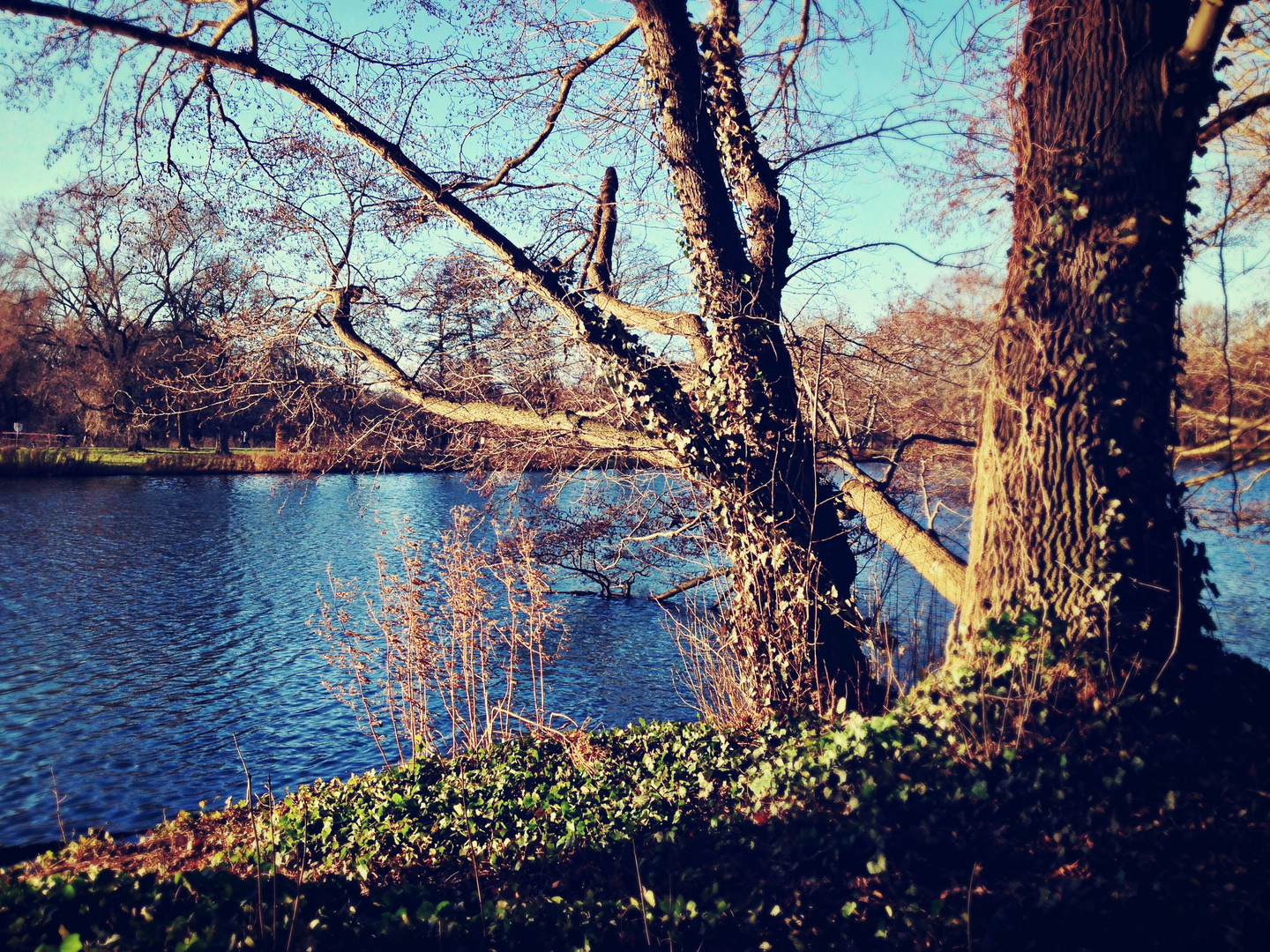 wintersonne im schlosspark