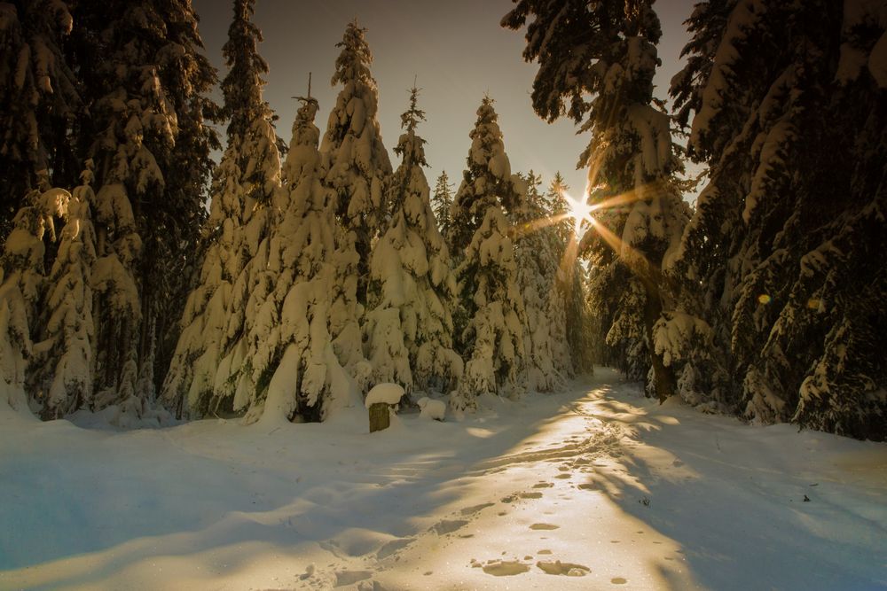 Wintersonne im Schwarzwald