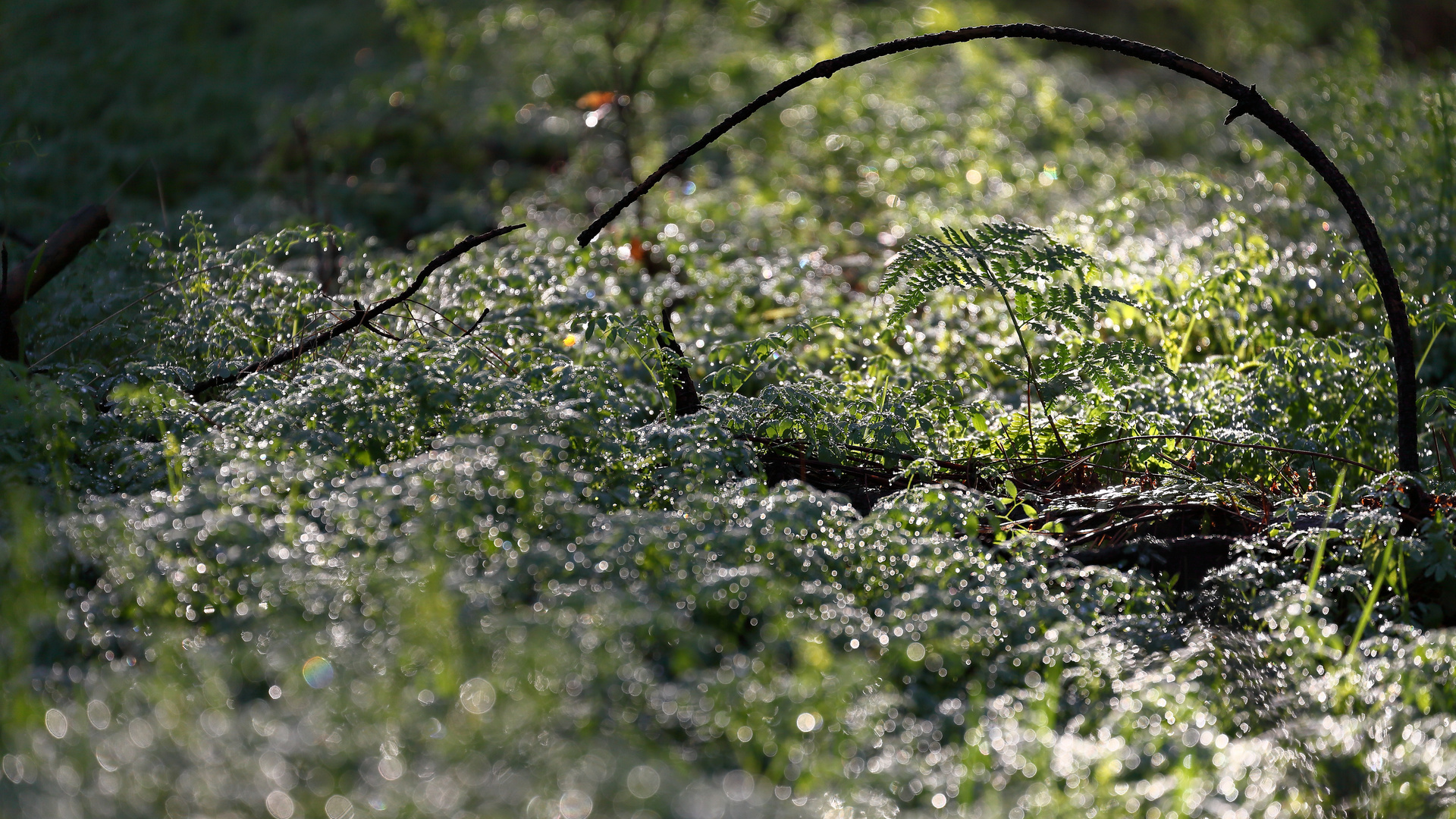 *** Wintersonne im Wald ***