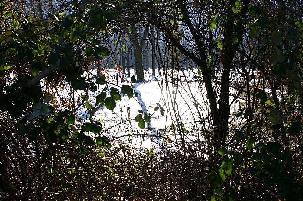 Wintersonne im Wald