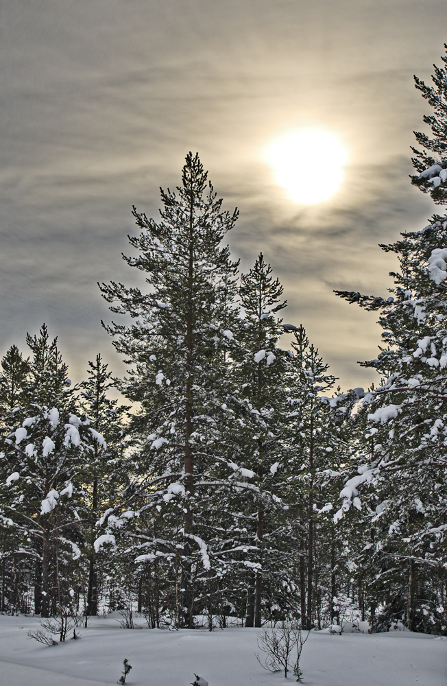 Wintersonne im Wald