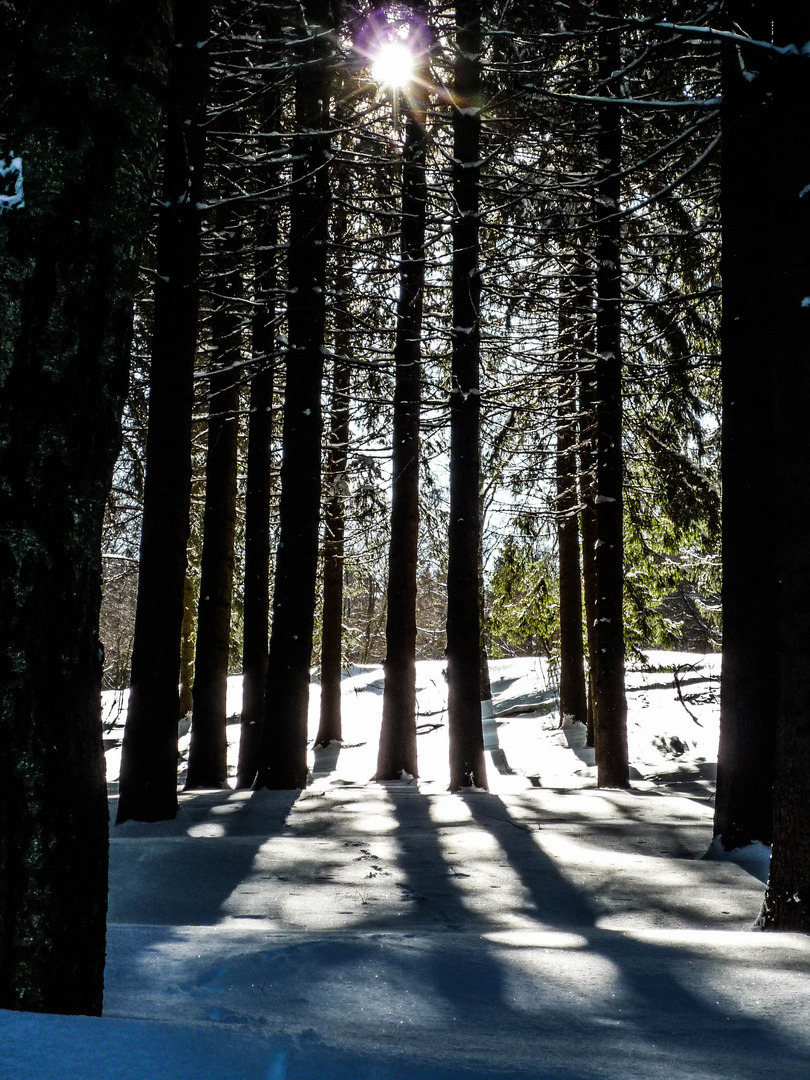 Wintersonne im Wald