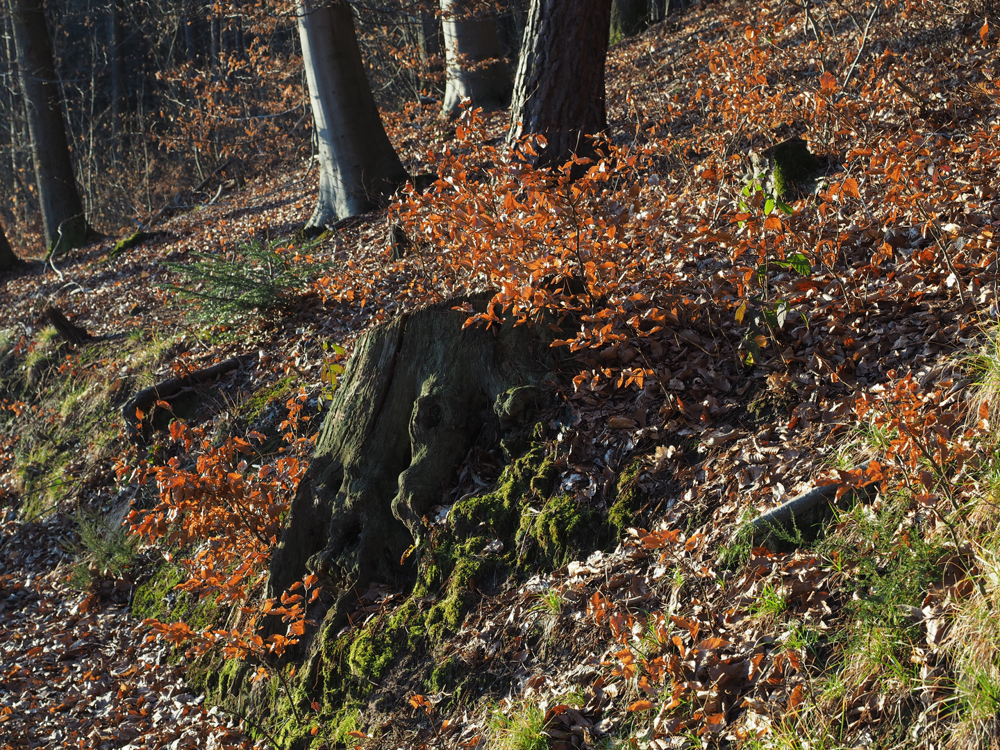 Wintersonne im Wald - stille Explosion