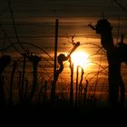 Wintersonne im Weinberg