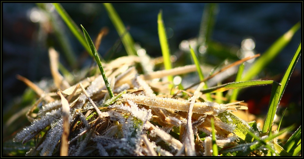 Wintersonne in Bodennähe