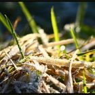 Wintersonne in Bodennähe