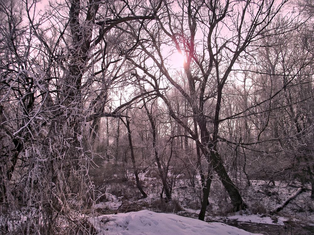 Wintersonne in den Innauen