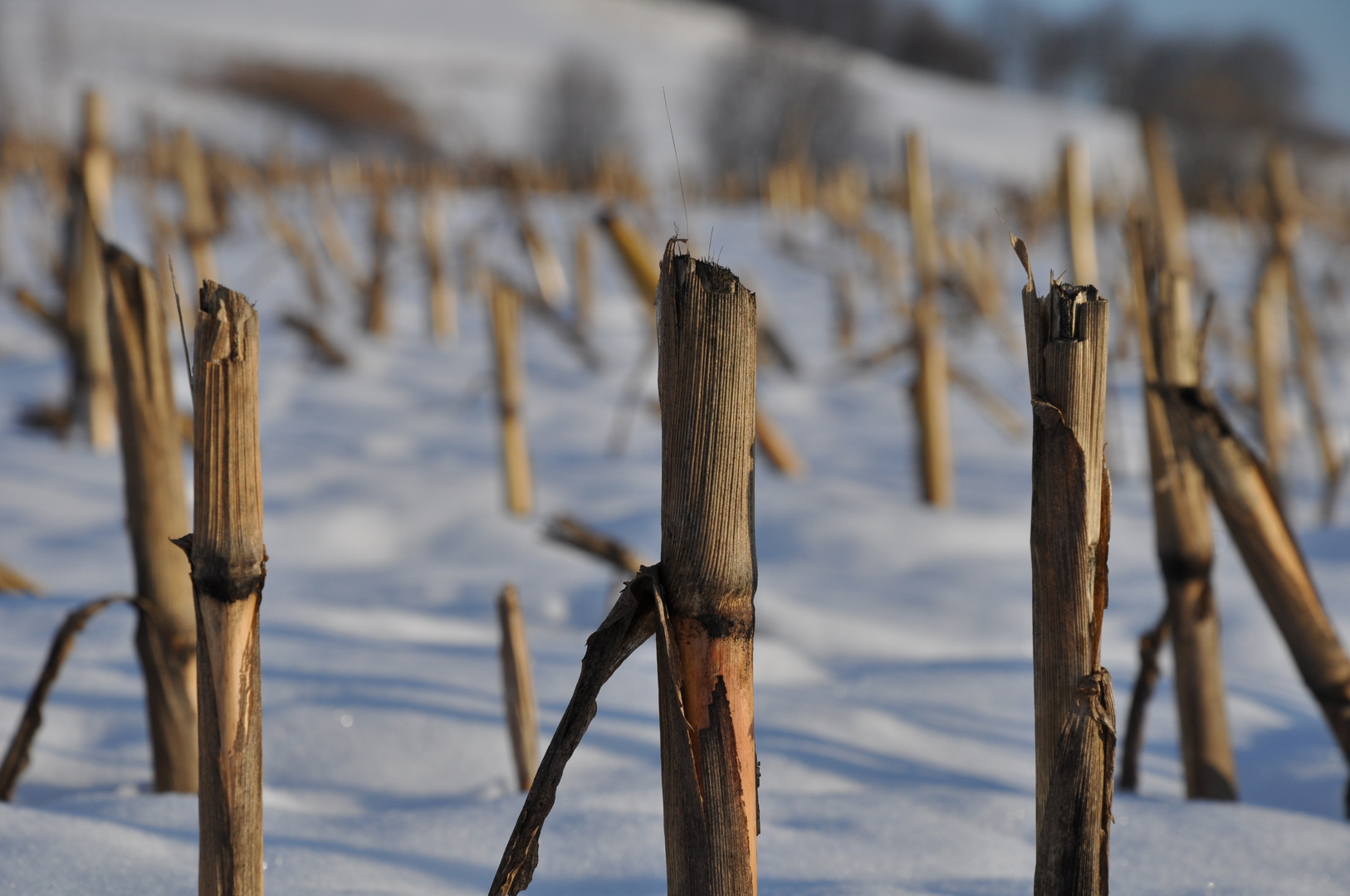 Wintersonne in Memmingen