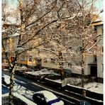 Wintersonne in verschneiten Bäumen