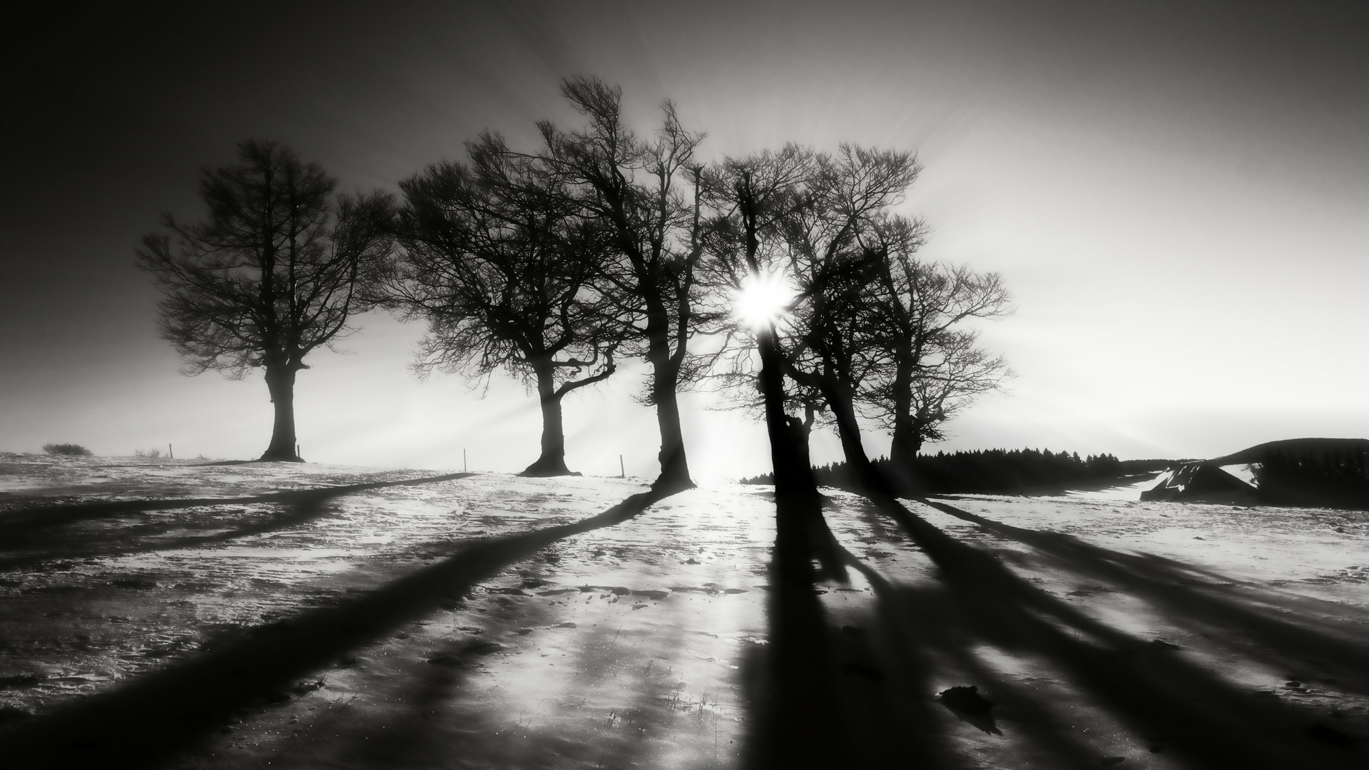 Wintersonne...... long shadows